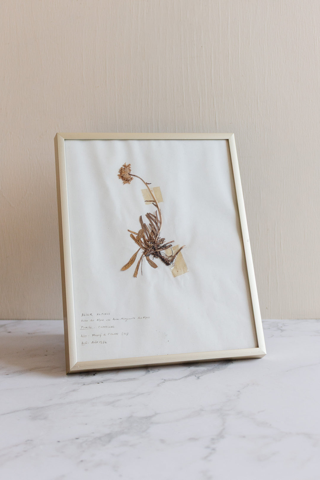 1930s French framed botanical samples