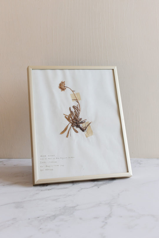 1930s French framed botanical samples