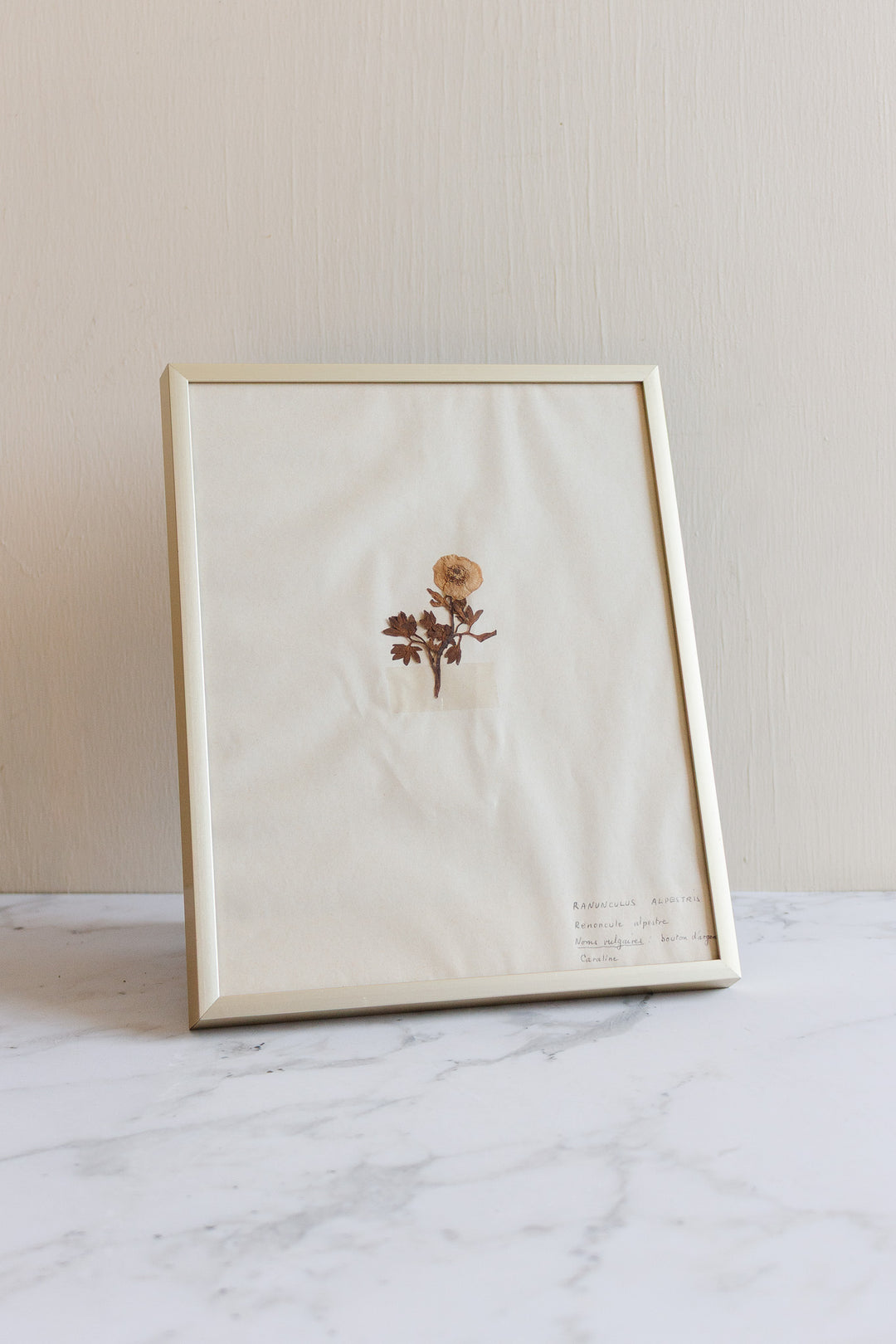 1930s French framed botanical samples