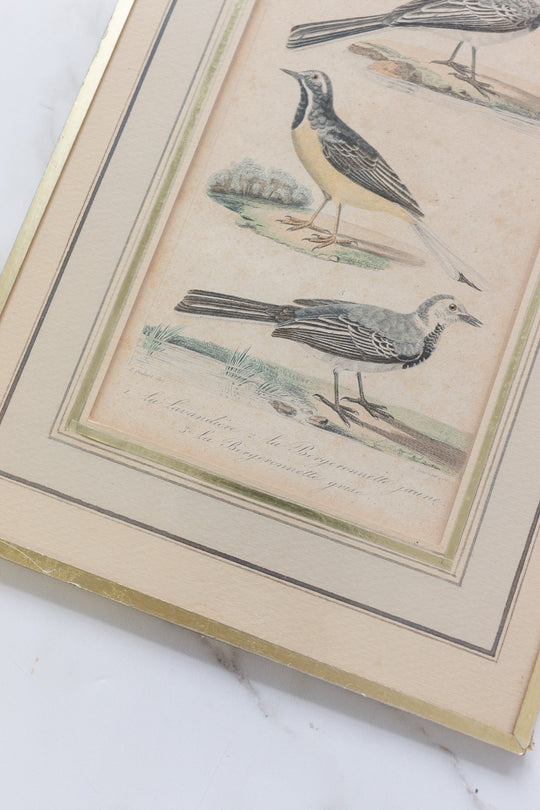 pair of antique french hand coloured "oiseaux" engravings