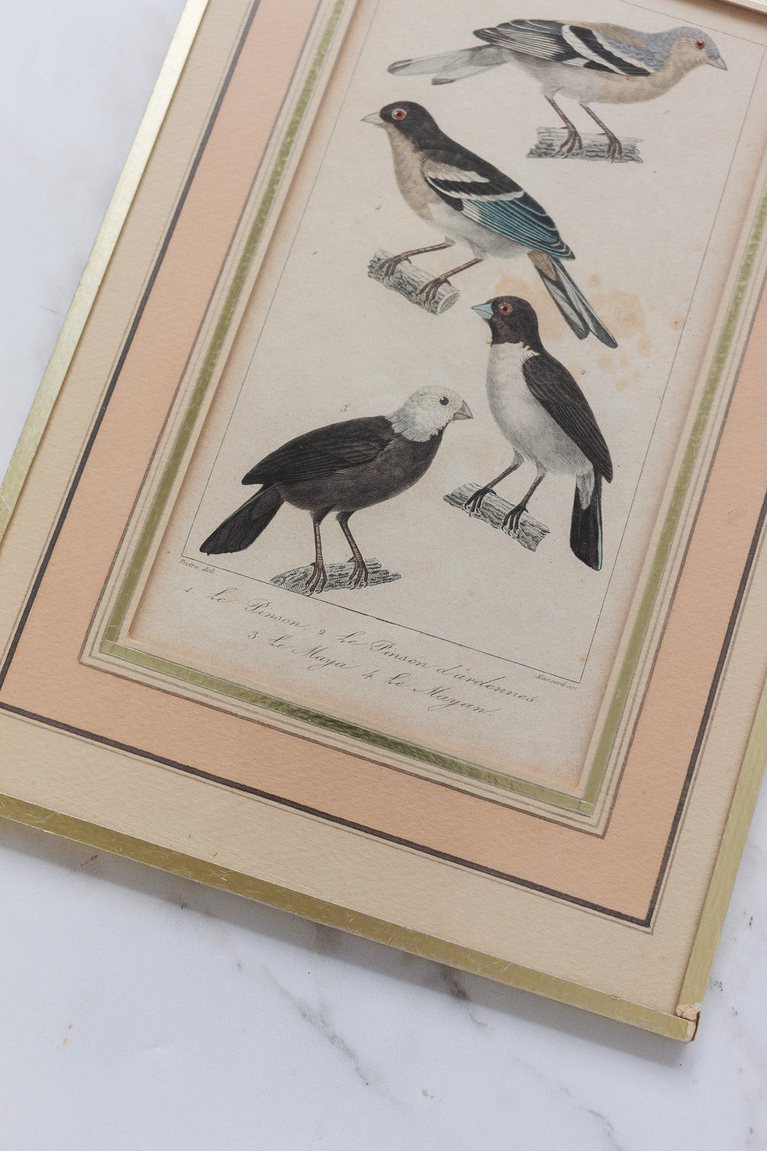 pair of antique french hand coloured "oiseaux" engravings