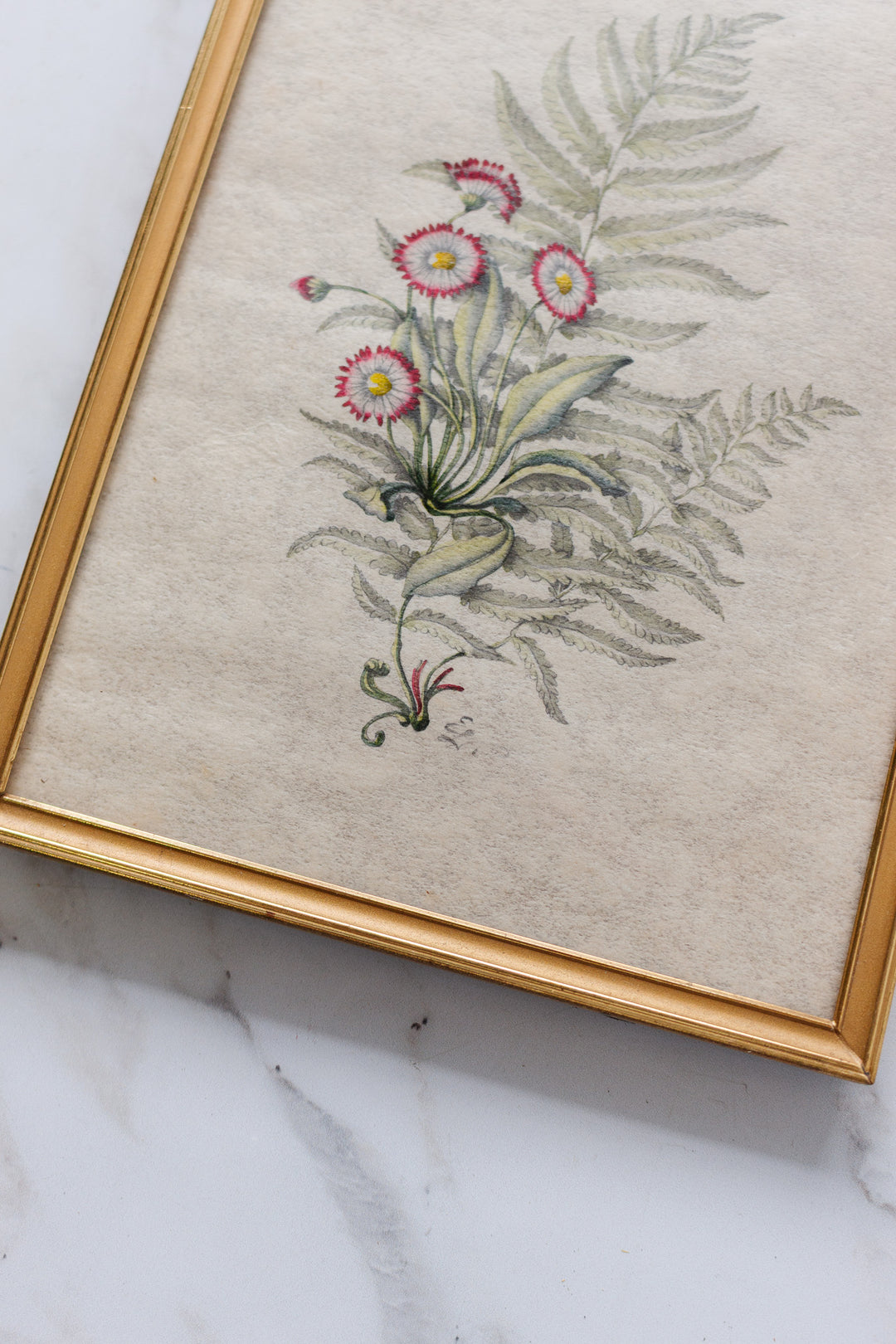 antique french signed hand coloured engraving