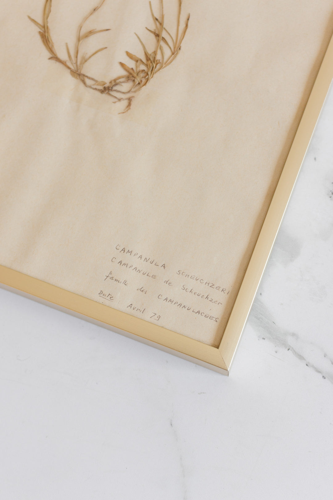 1930s French framed botanical samples