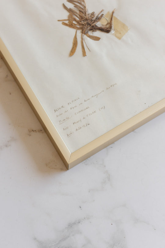 1930s French framed botanical samples