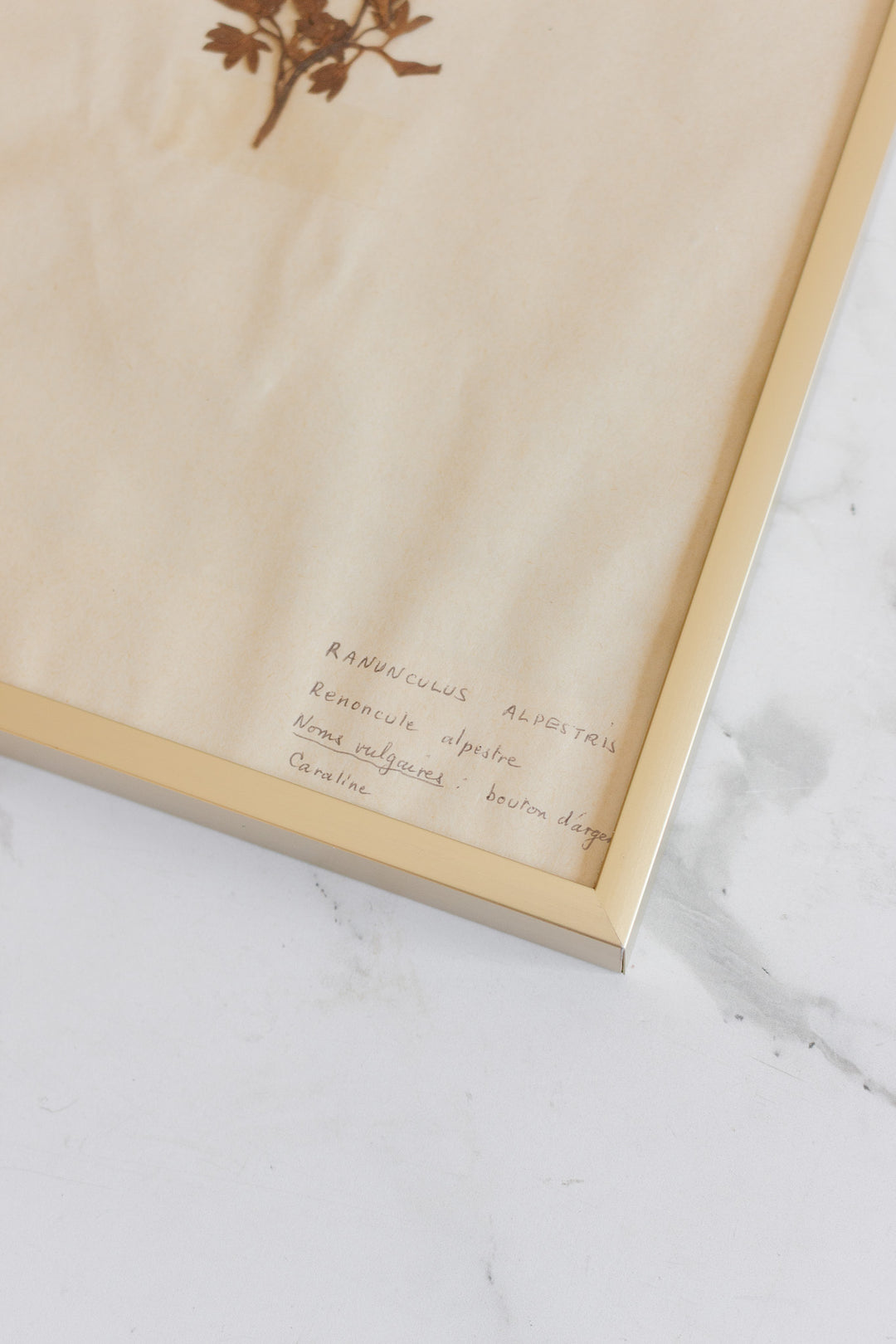 1930s French framed botanical samples