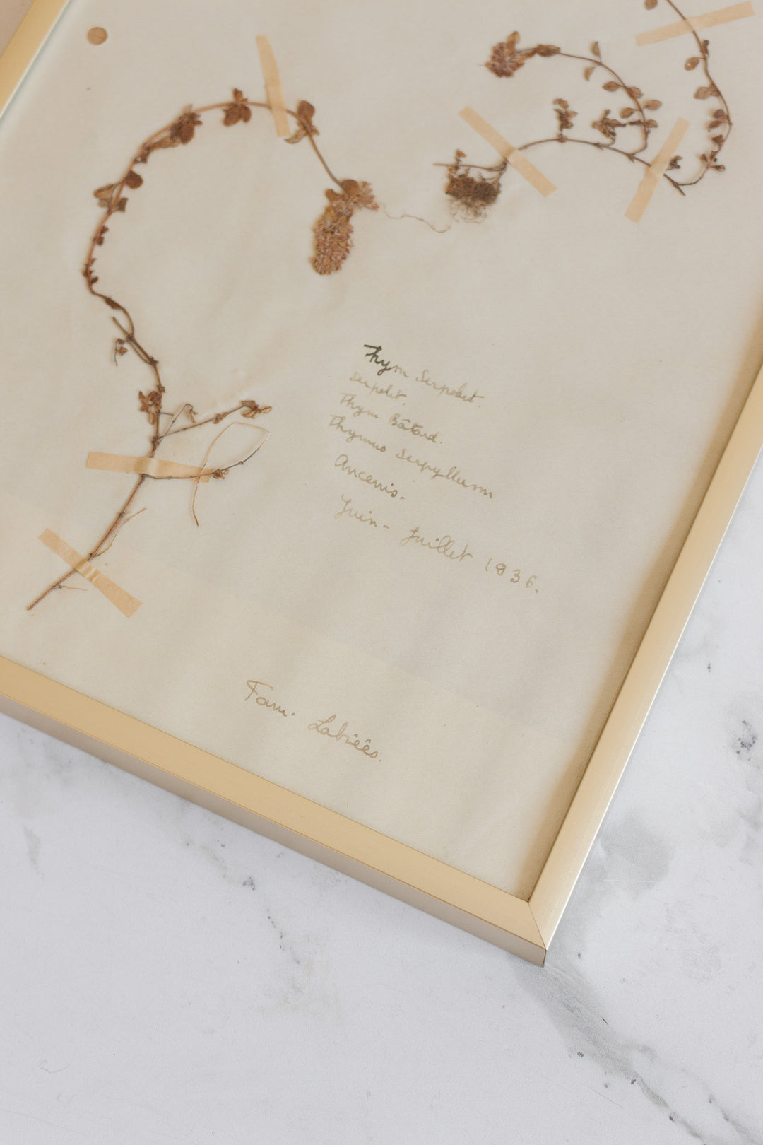 1930s French framed botanical samples