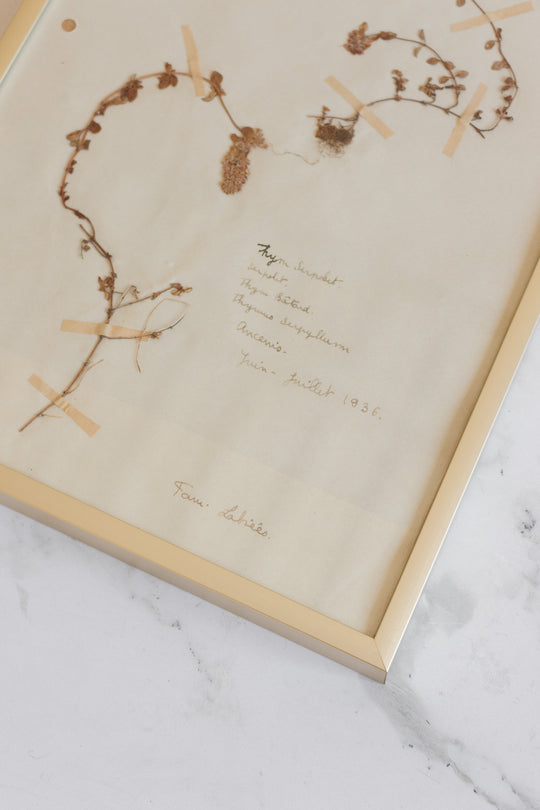 1930s French framed botanical samples
