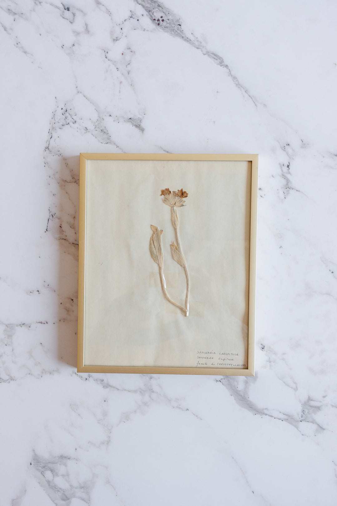 vintage French framed botanical samples