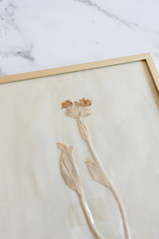 vintage French framed botanical samples