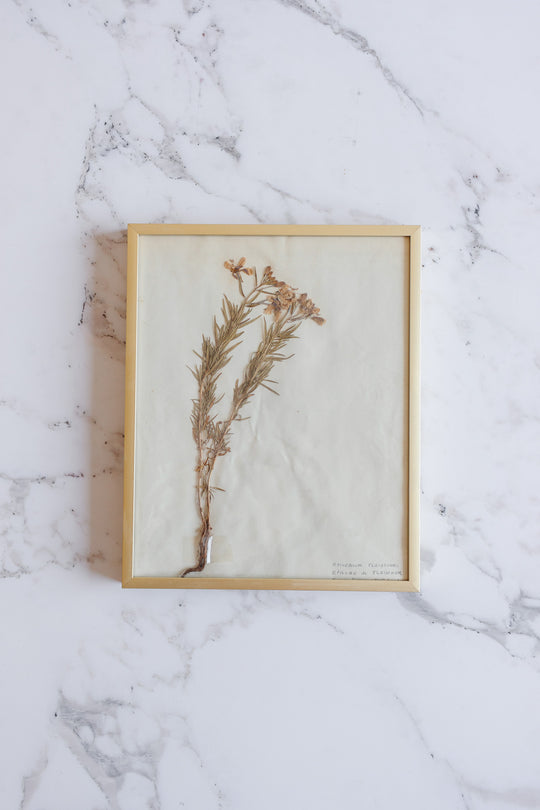 vintage French framed botanical samples