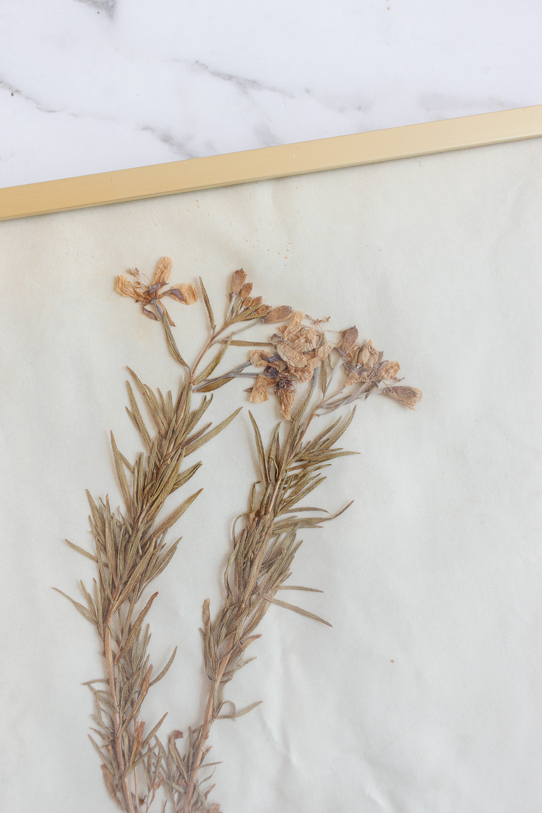 vintage French framed botanical samples