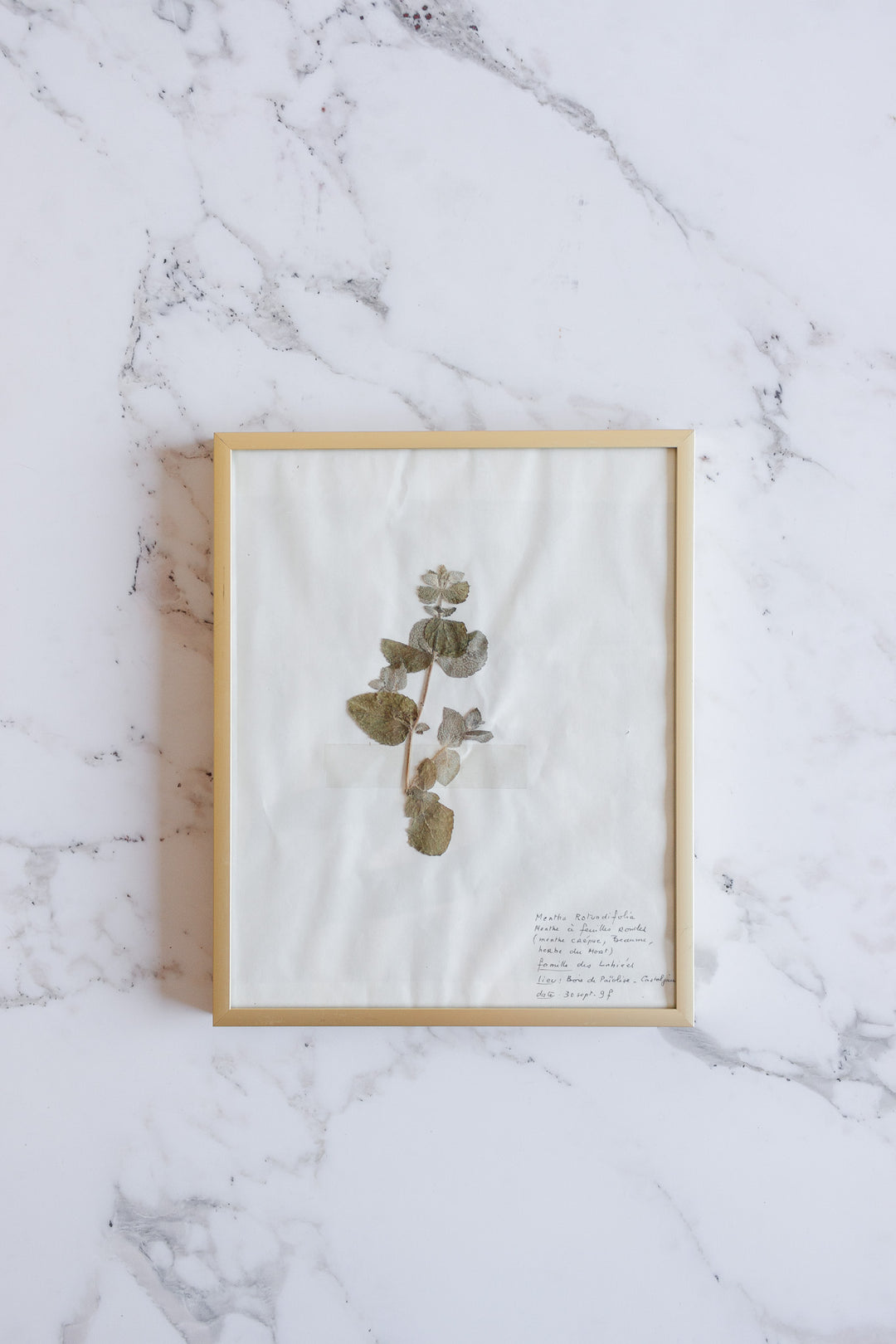 vintage French framed botanical samples