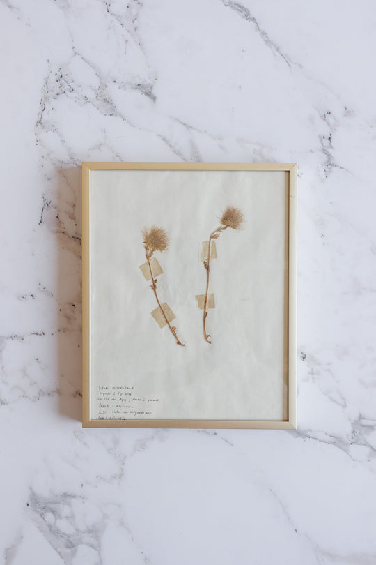 vintage French framed botanical samples