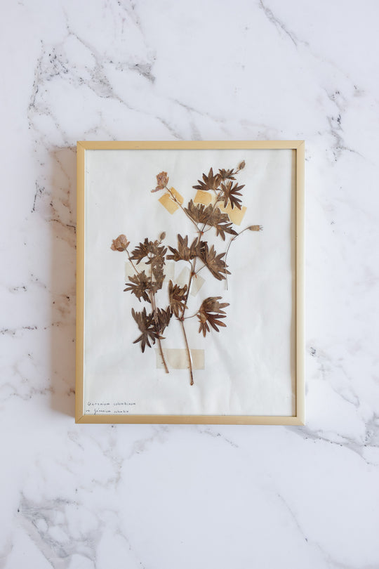 vintage French framed botanical samples