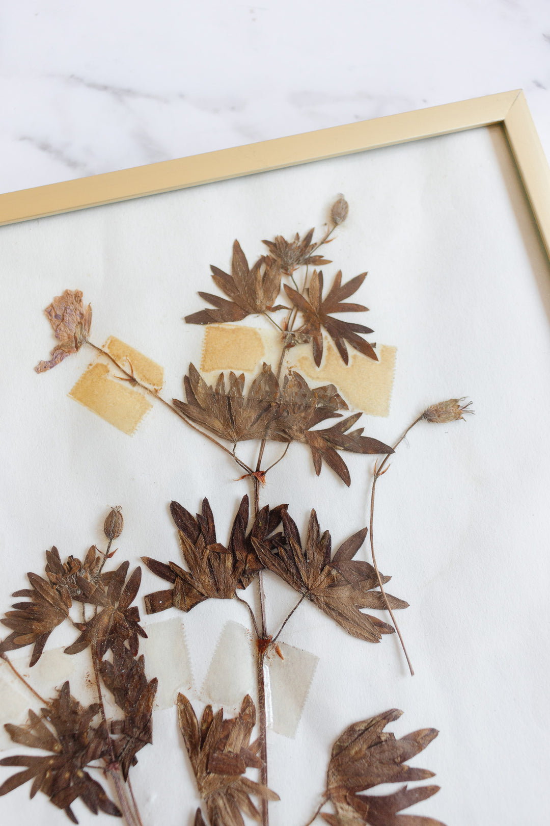 vintage French framed botanical samples