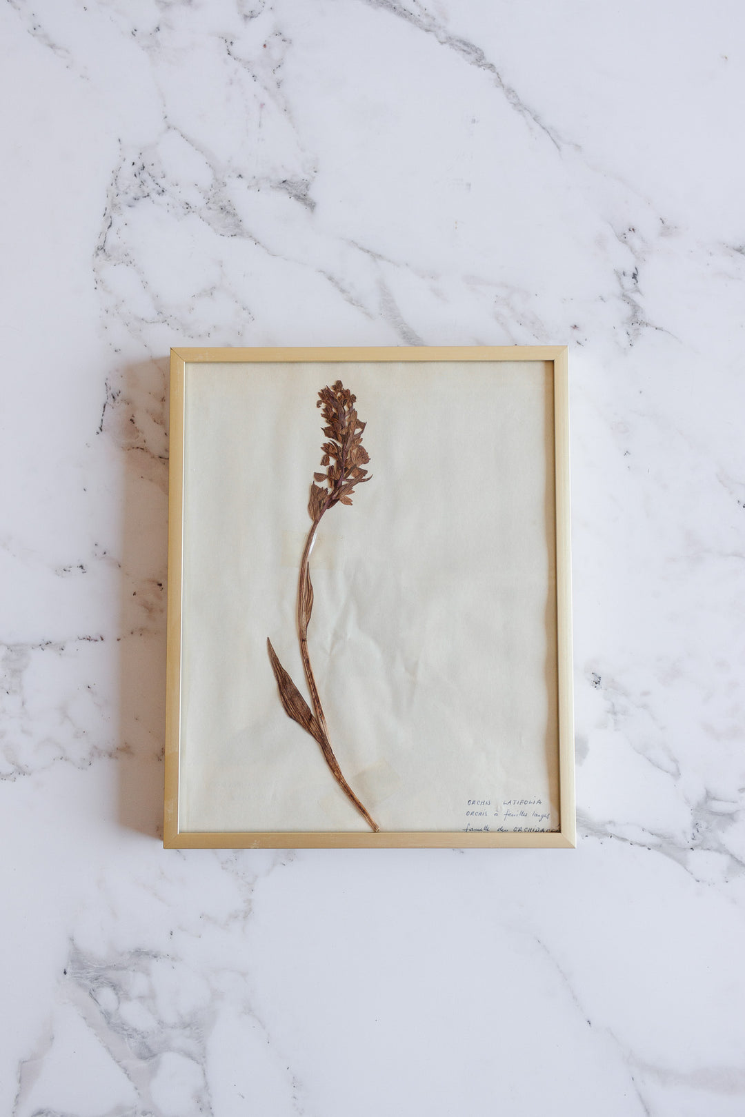 vintage French framed botanical samples