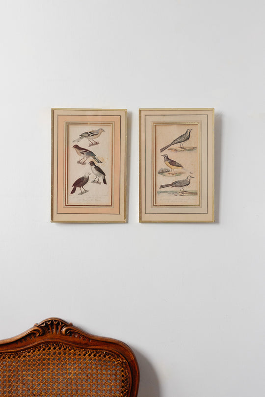 pair of antique french hand coloured "oiseaux" engravings