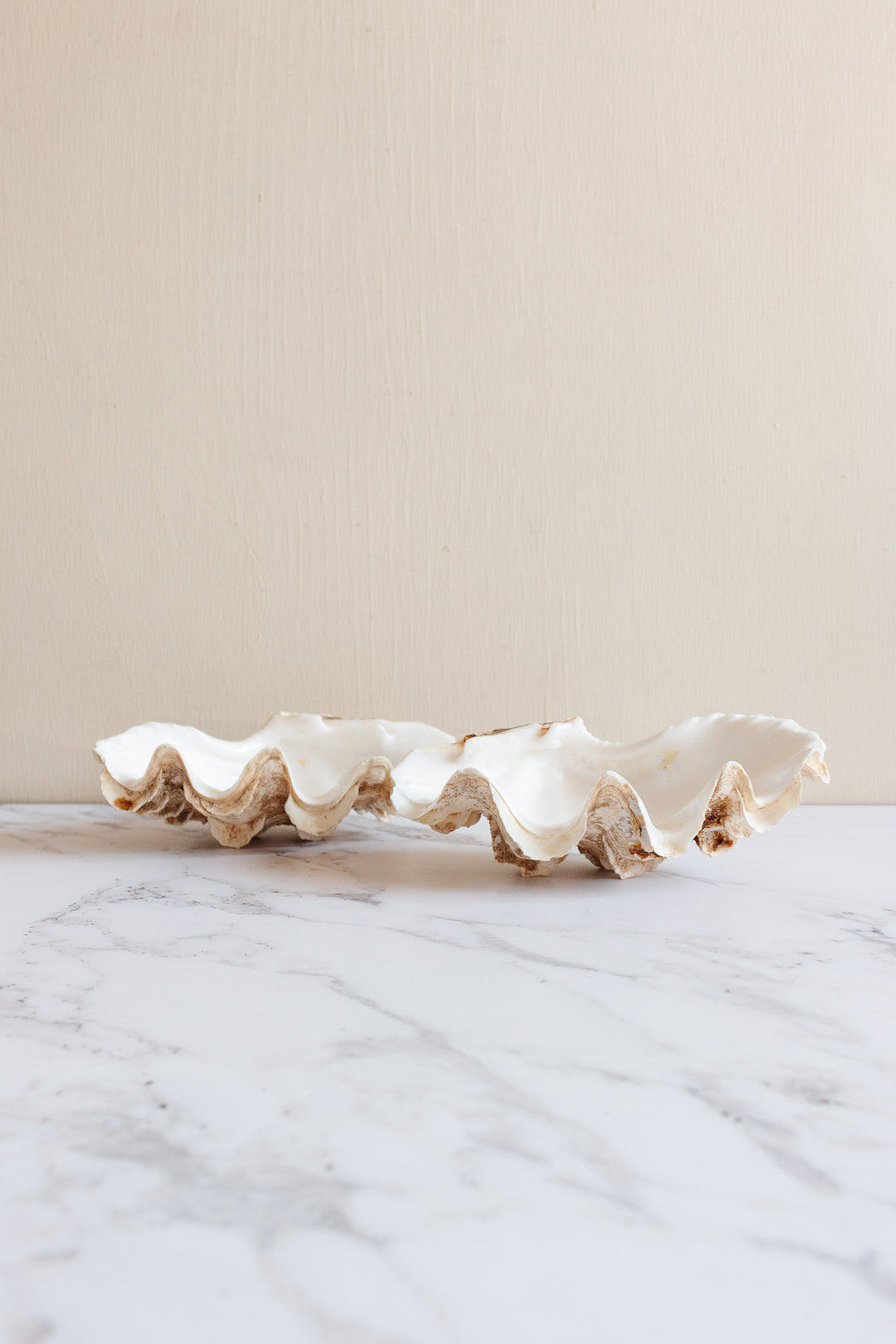 antique tridacna crocea clam shell