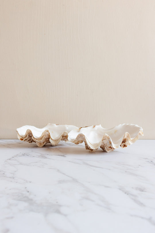 antique tridacna crocea clam shell