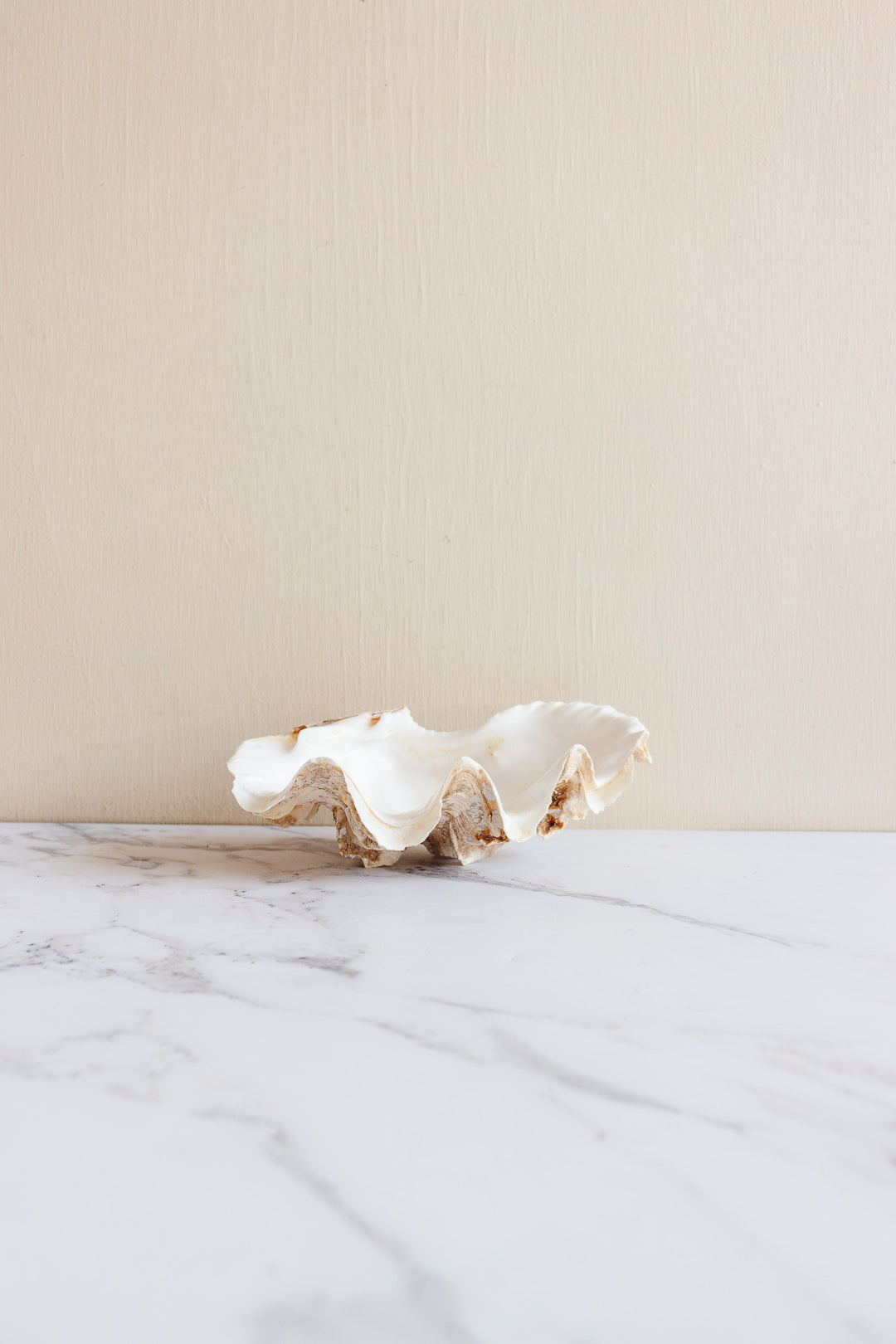 antique tridacna crocea clam shell