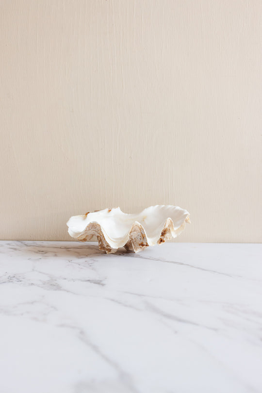 antique tridacna crocea clam shell