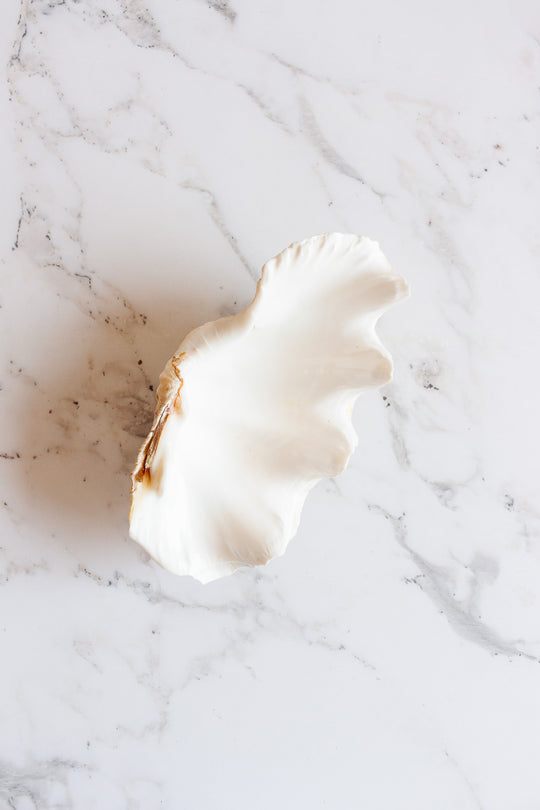 antique tridacna crocea clam shell