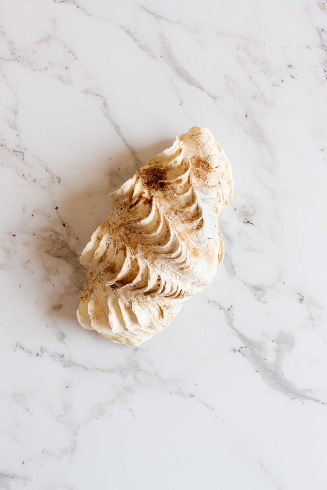 antique tridacna crocea clam shell