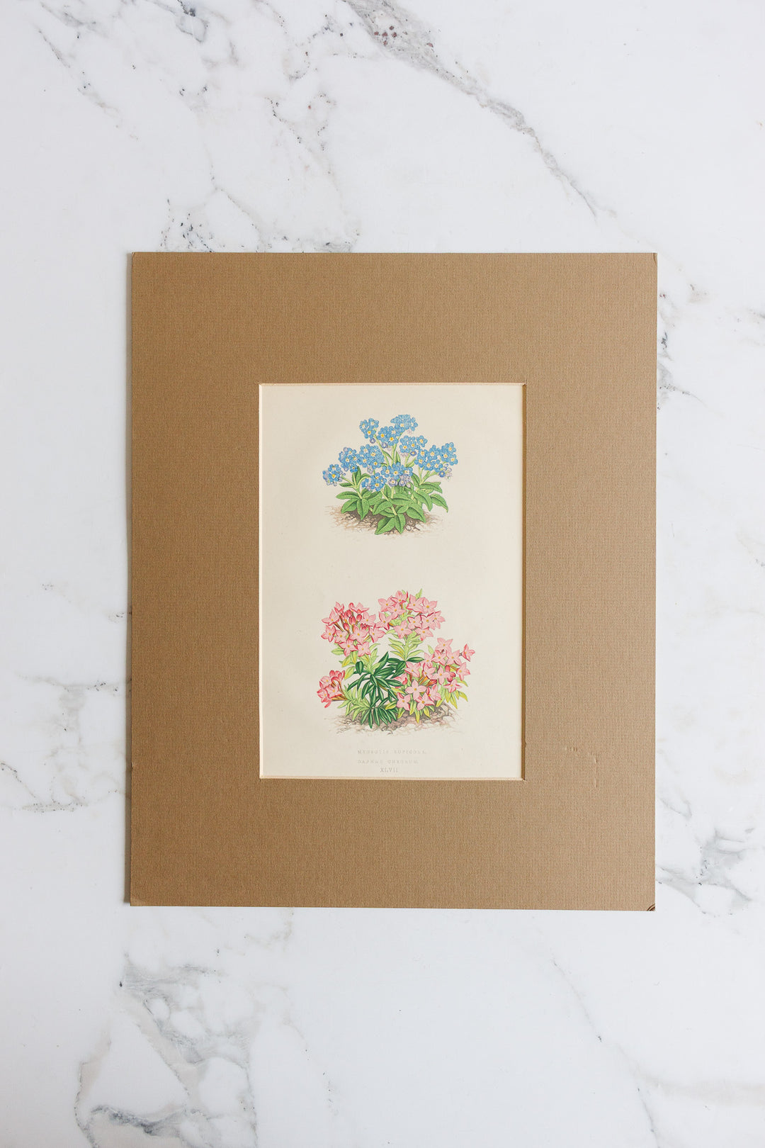 pair of antique botanical engravings