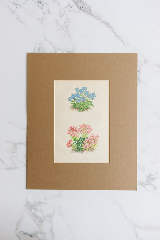 pair of antique botanical engravings