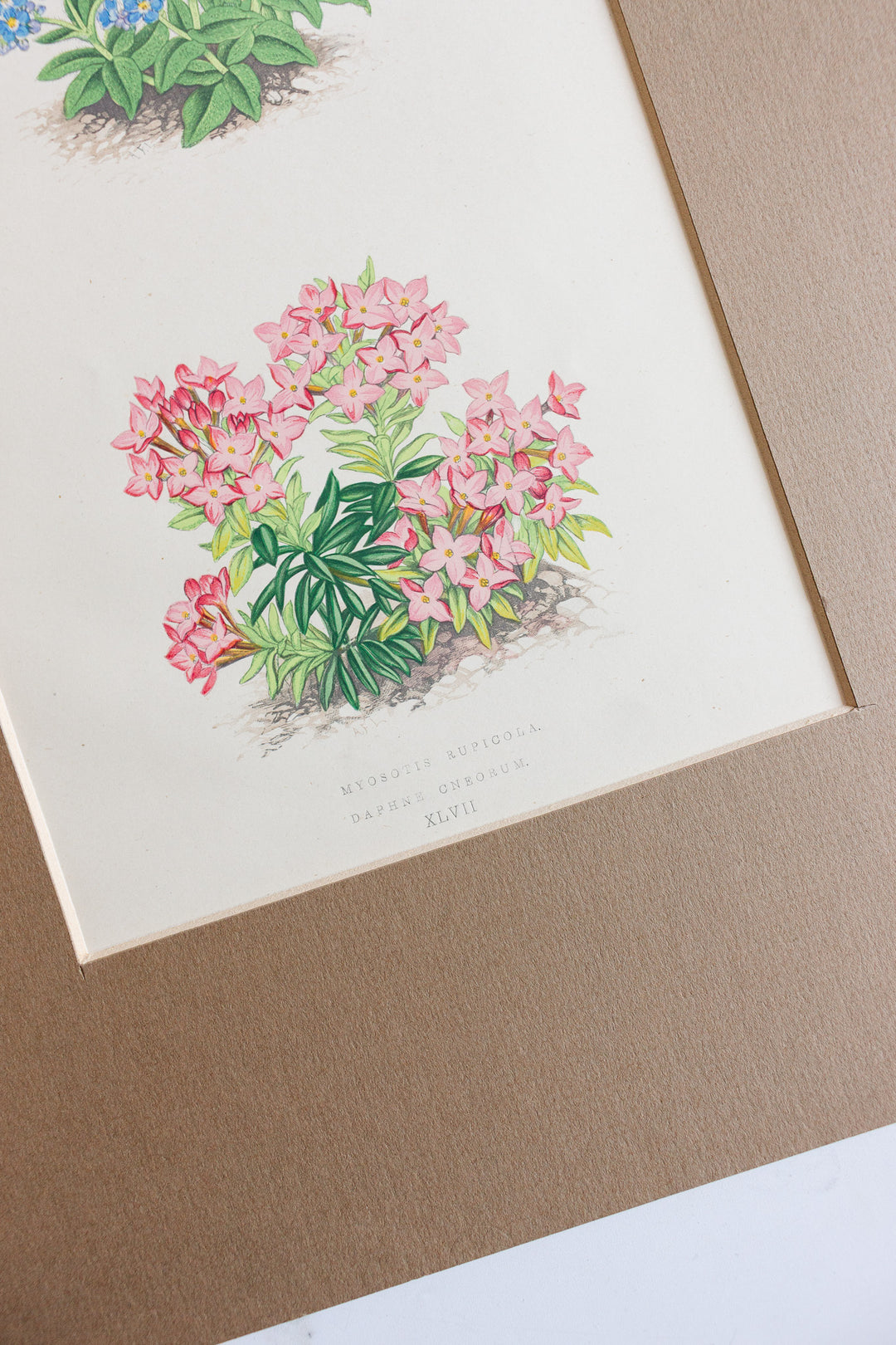 pair of antique botanical engravings