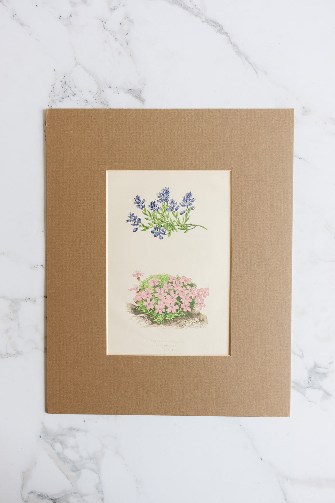 pair of antique botanical engravings