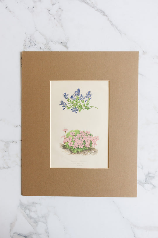 pair of antique botanical engravings