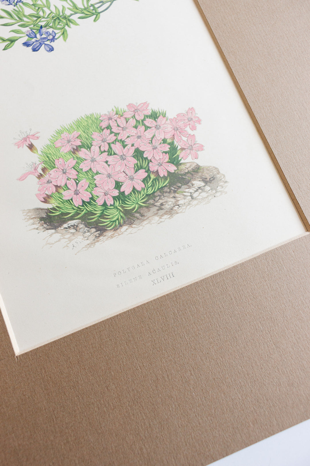pair of antique botanical engravings