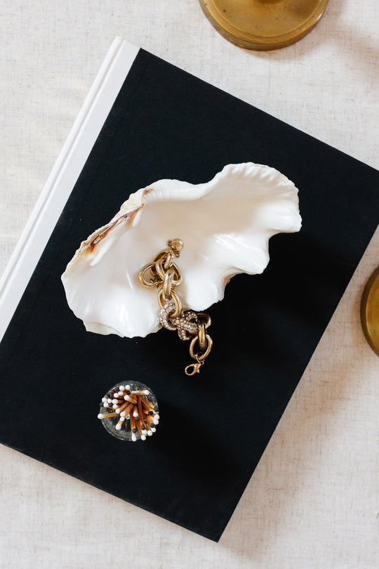 antique tridacna crocea clam shell