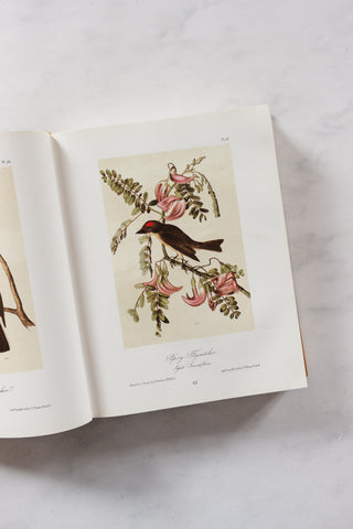 Audubon's birds of North America vintage book