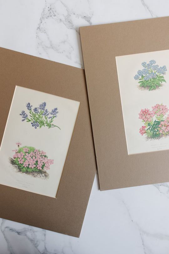 pair of antique botanical engravings