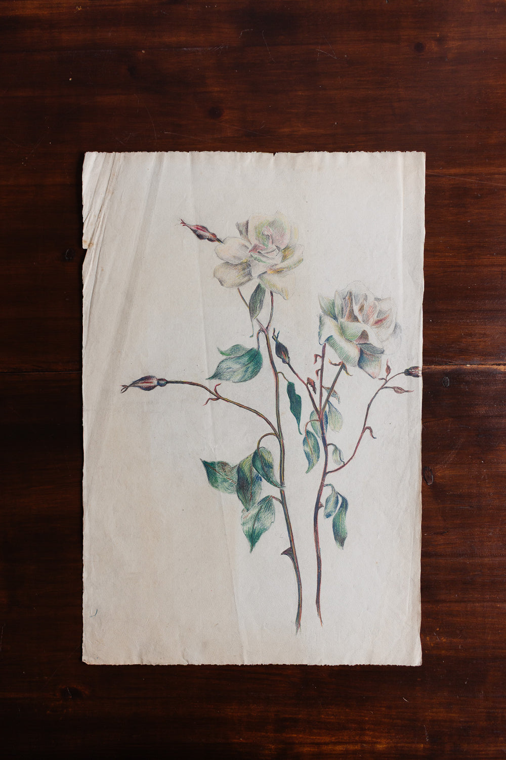 floral study by jeanne