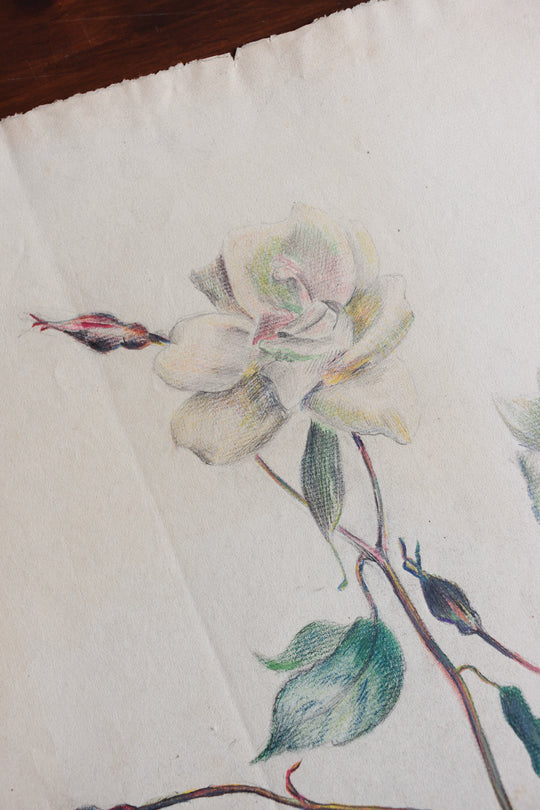 floral study by jeanne