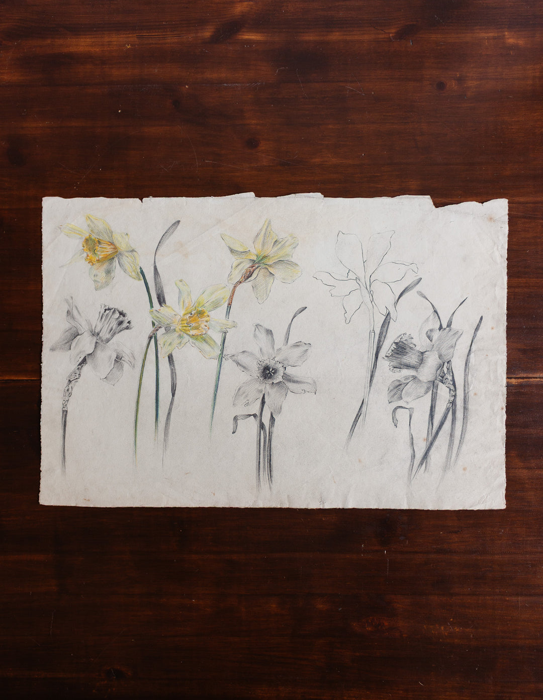 floral study by jeanne