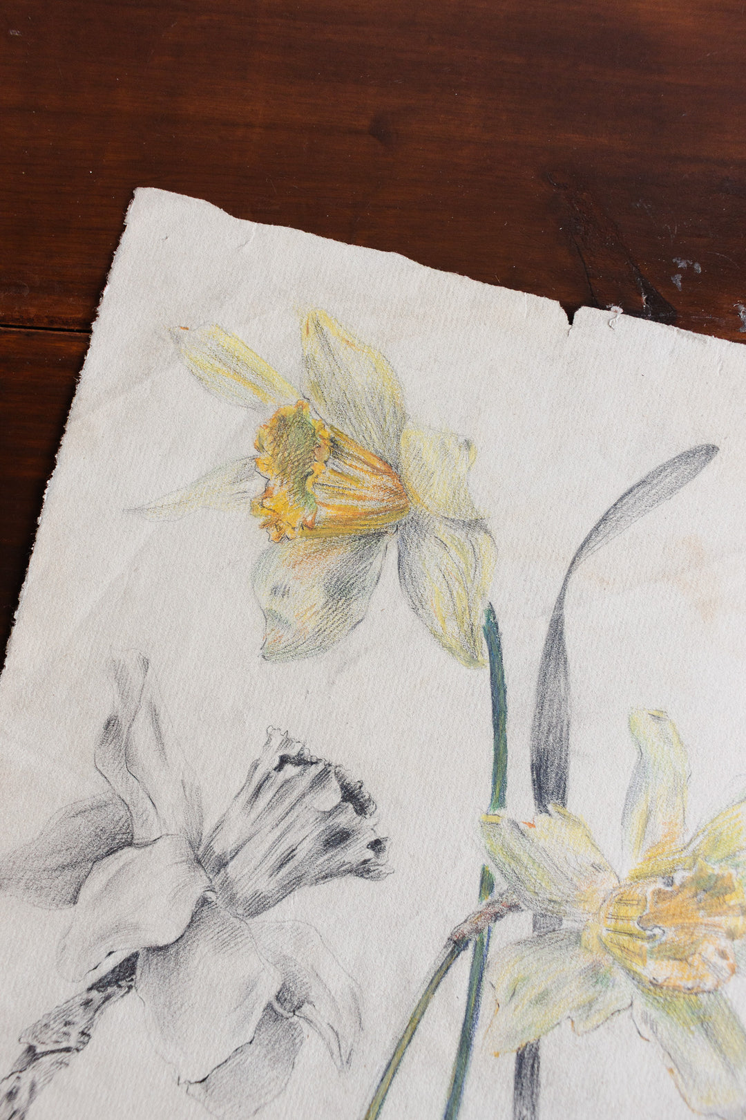 floral study by jeanne