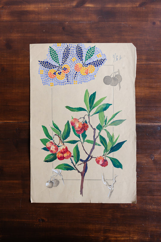 arbutus unedo