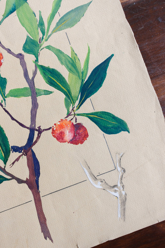 arbutus unedo