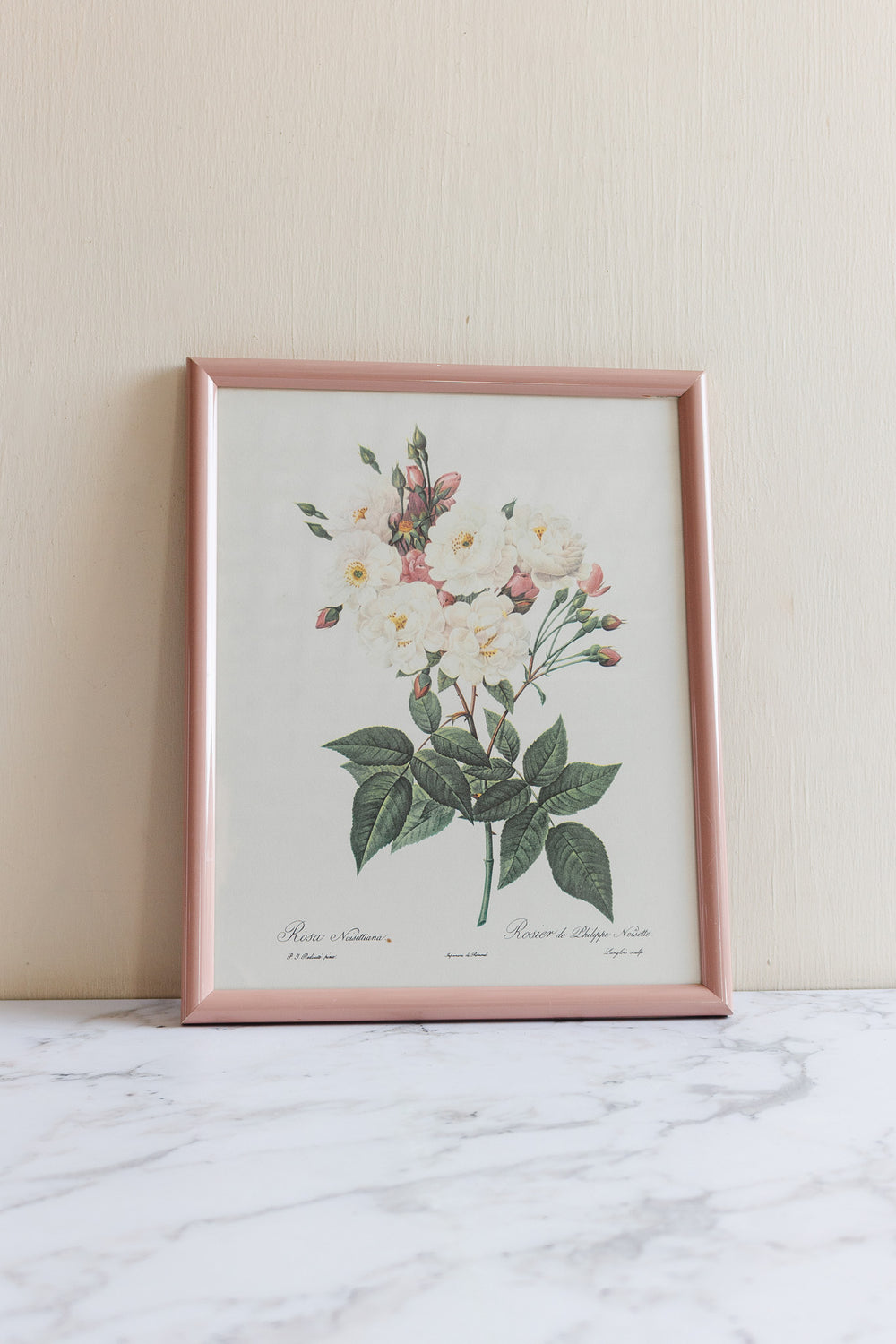 vintage french framed PJ Redouté botanical lithograph