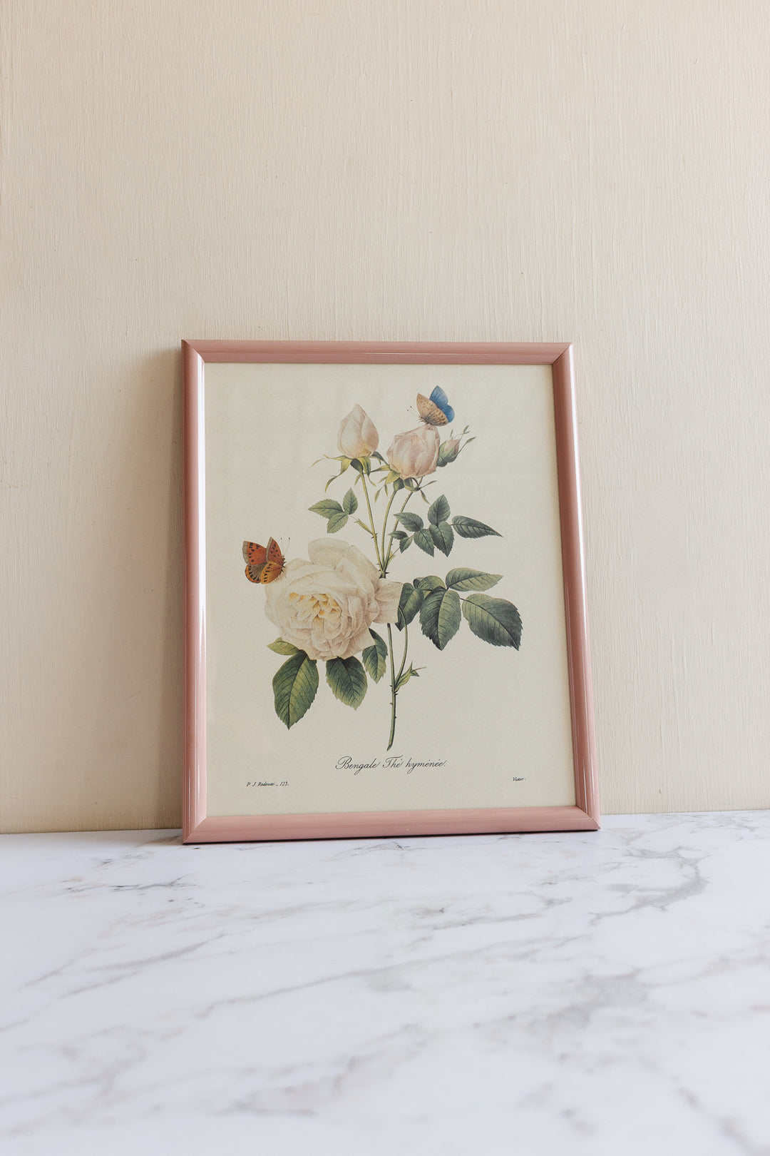 vintage french framed PJ Redouté botanical lithograph