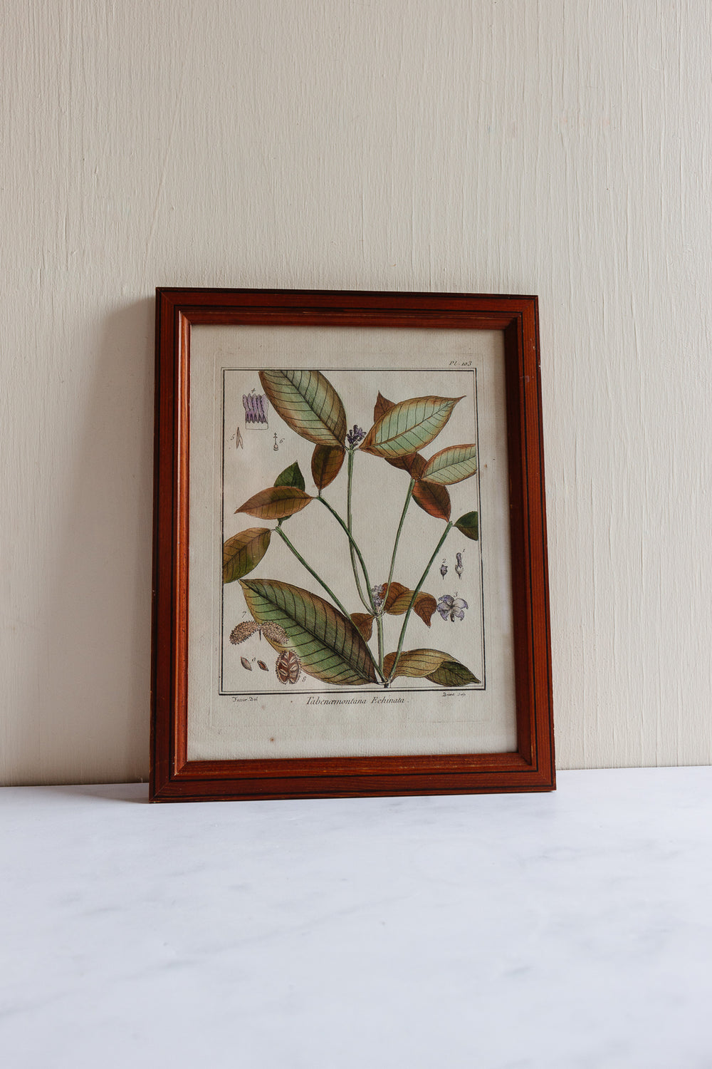 Antique French hand coloured botanical engraving