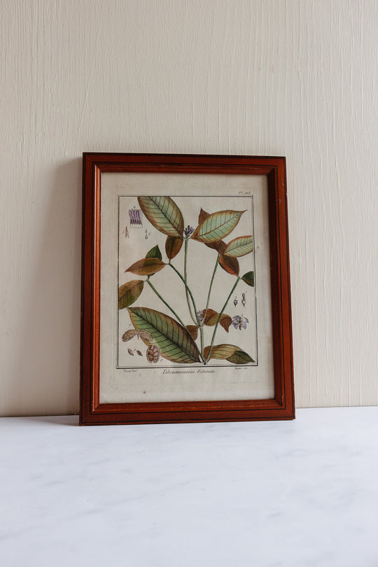 Antique French hand coloured botanical engraving