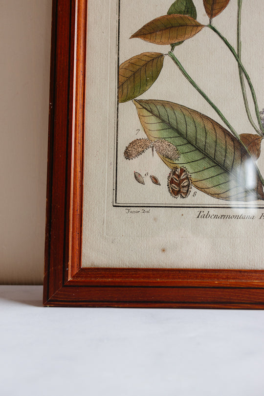 Antique French hand coloured botanical engraving