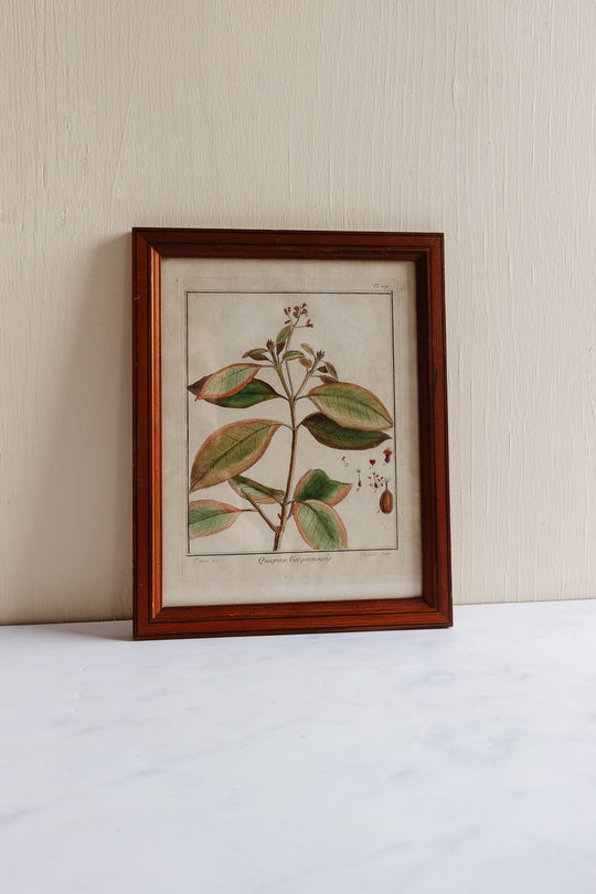 Antique French hand coloured botanical engraving