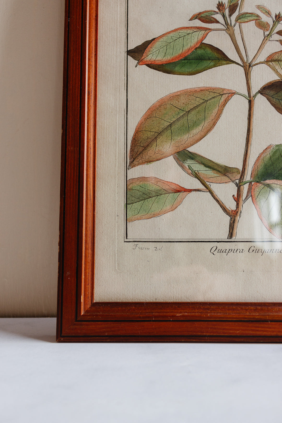 Antique French hand coloured botanical engraving