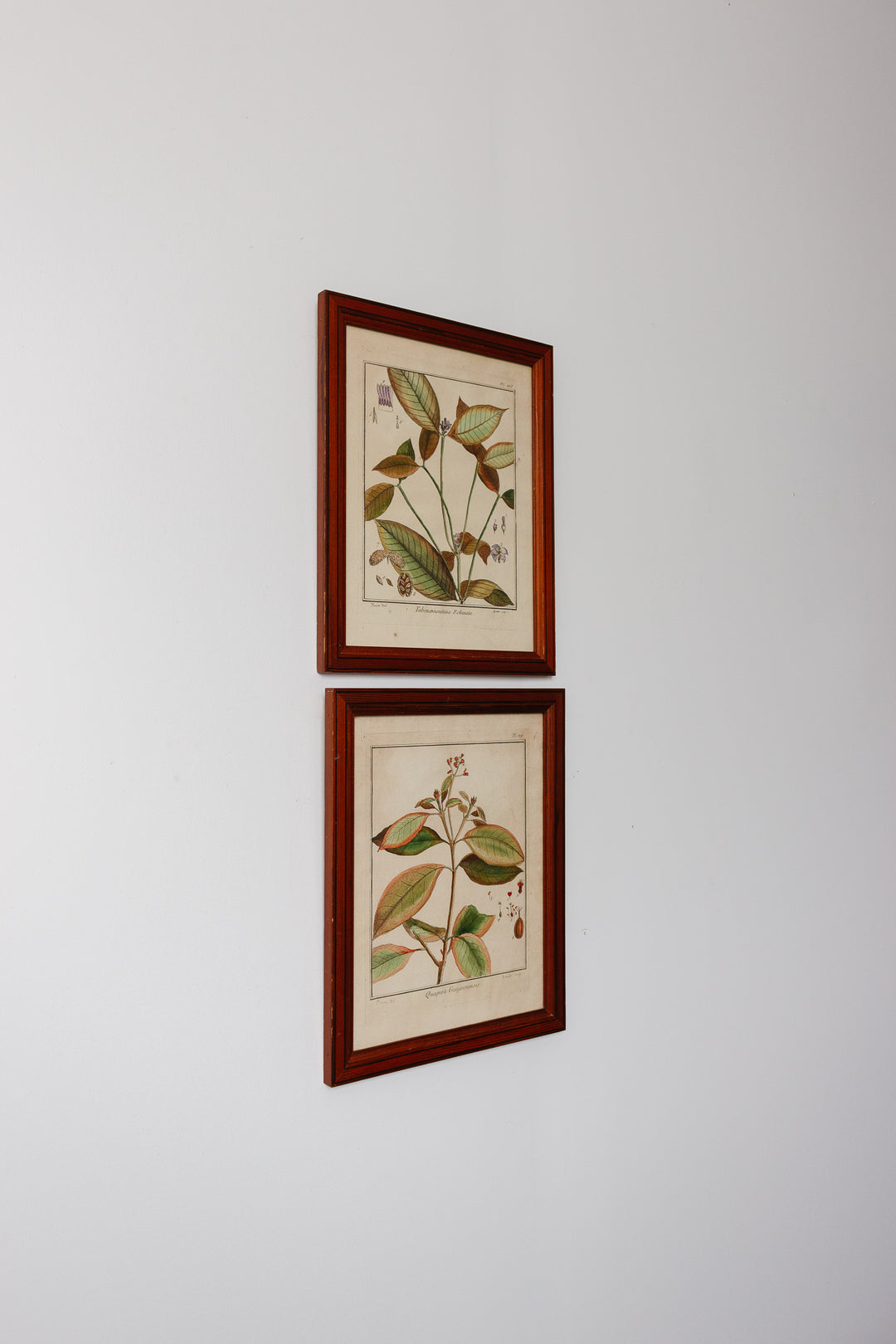 Antique French hand coloured botanical engraving